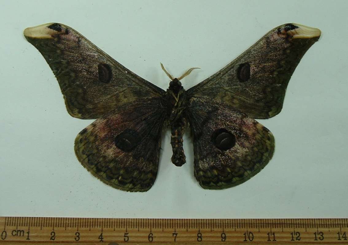 Male - Ventral View<br>(Origin of the Specimen: West Vietnam, Sept. 1998)
