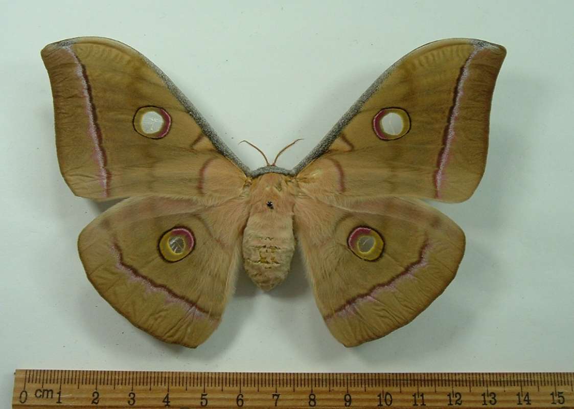 Female - Dorsal View<br>(Origin of the Specimen: Bali, Indonesia, July 2009)
