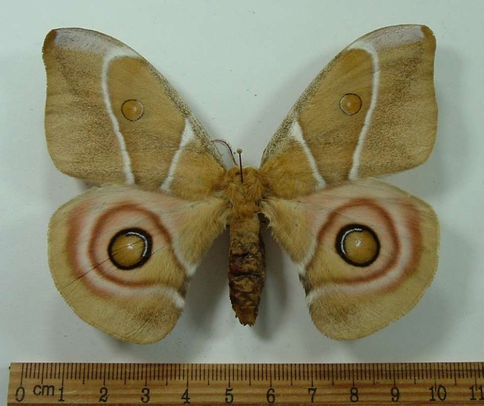 Female - Dorsal View<br>(Origin of the Specimen: No Data Supplied)