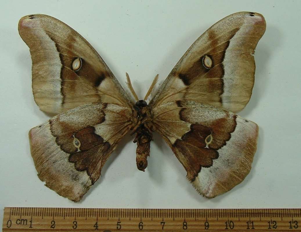 Male - Ventral View<br>(Origin of the Specimen: Benson, Cochise Co, Arizona)