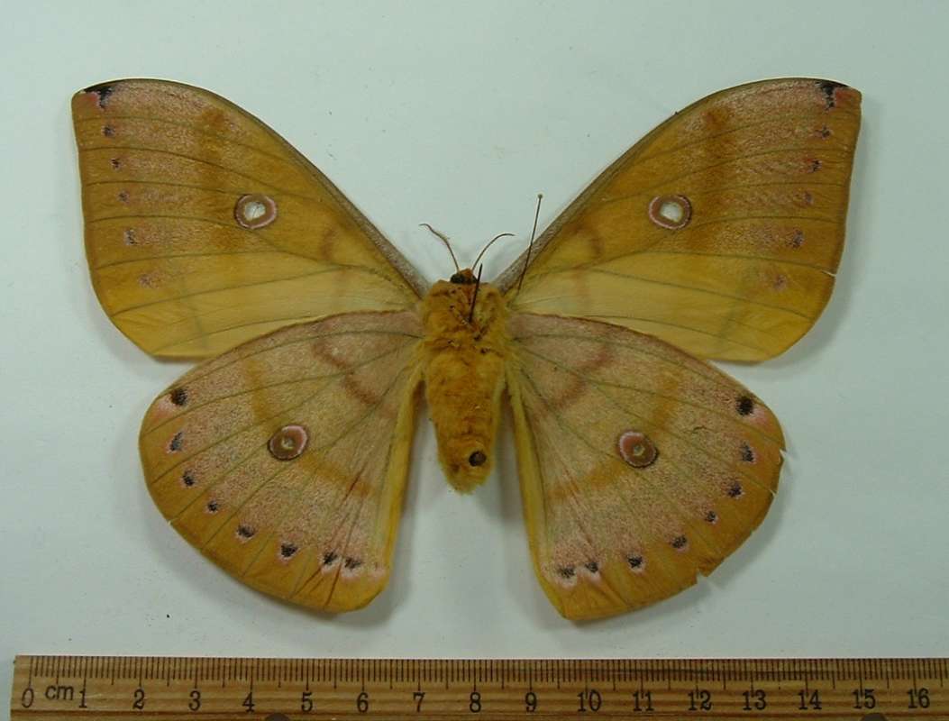 Female - Ventral View<br>(Origin of the Specimen: M. Bubun, Sumatra, Nov 2014)