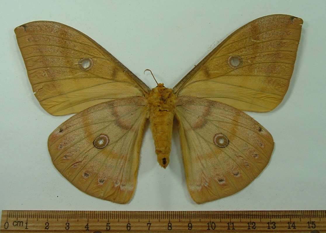 Female - Ventral<br>(Origin of the Specimen: West Thailand, Sept 1989)