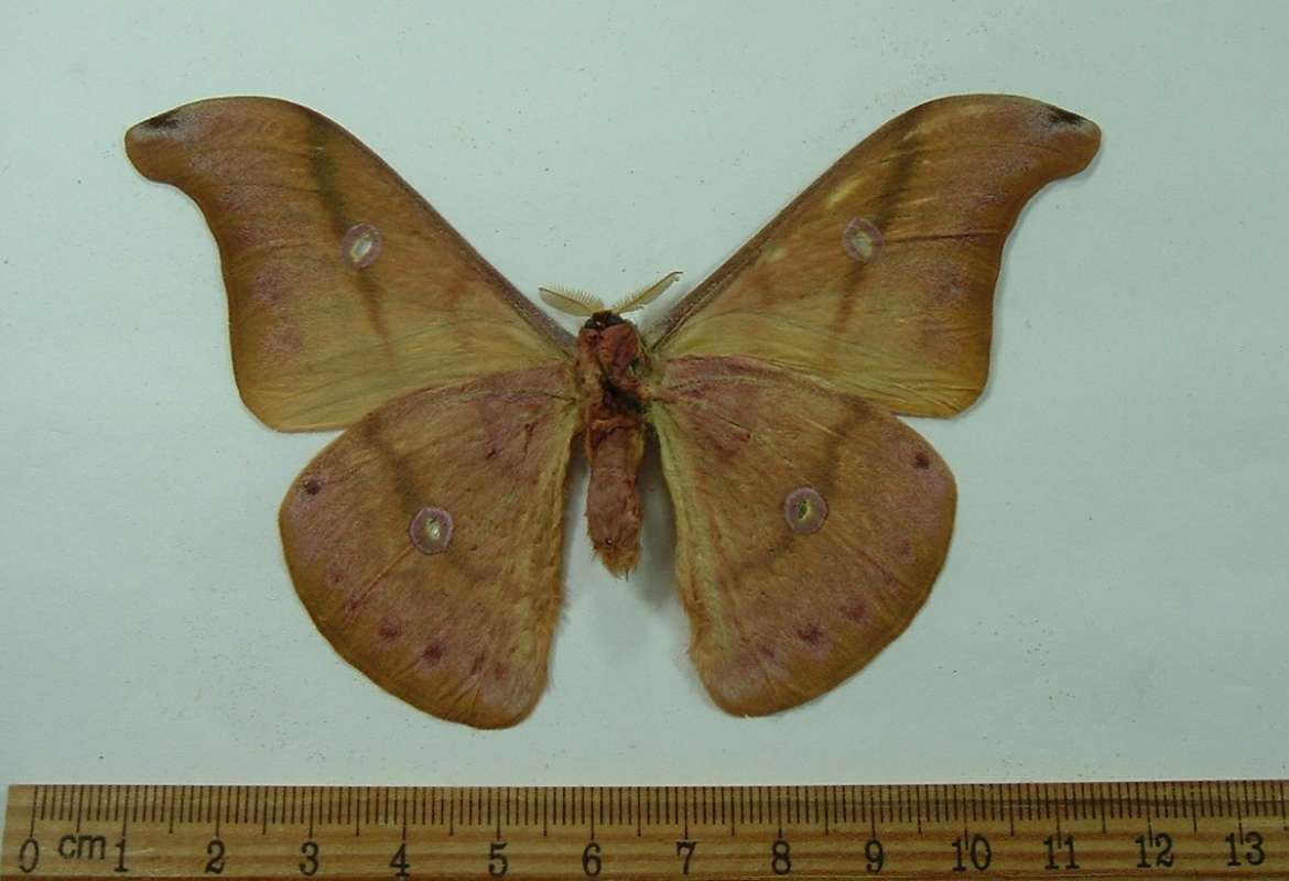 Male - Ventral View<br>(Origin of the Specimen: West Vietnam, April 2009)