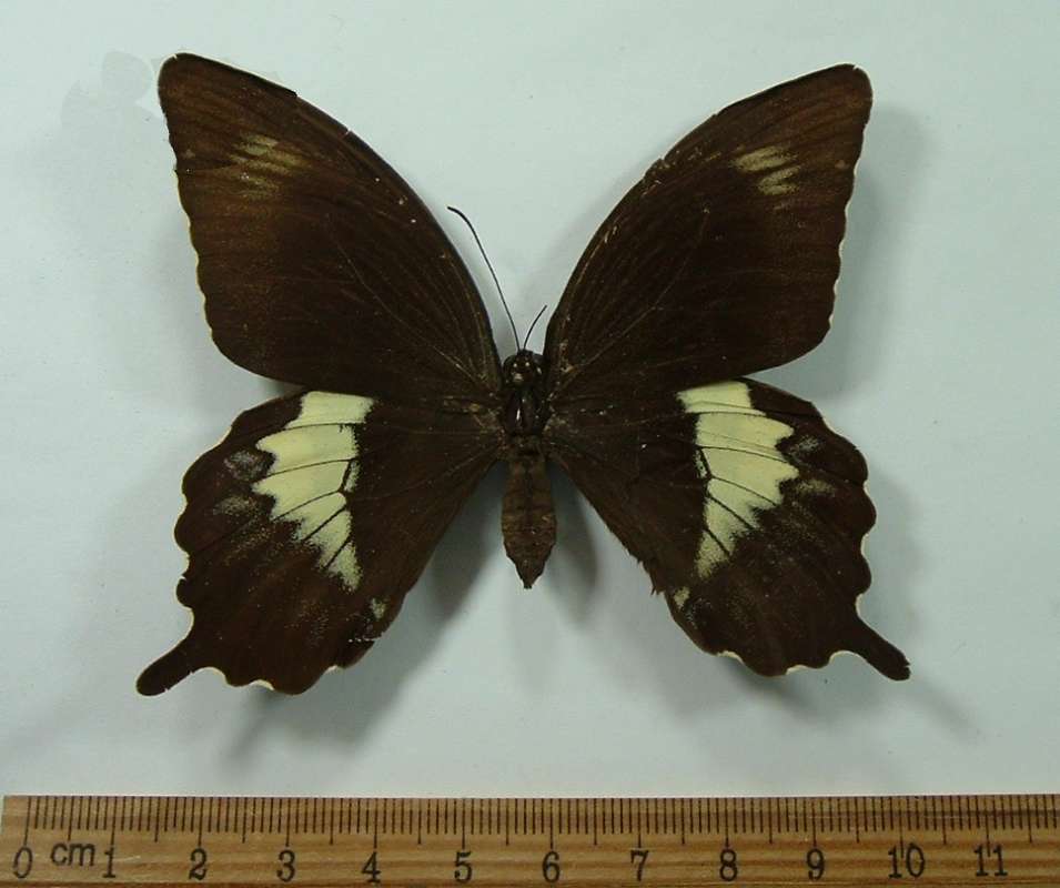Female - Dorsal View<br>(Origin of the Specimen: Sanghir - But no Precise Location)