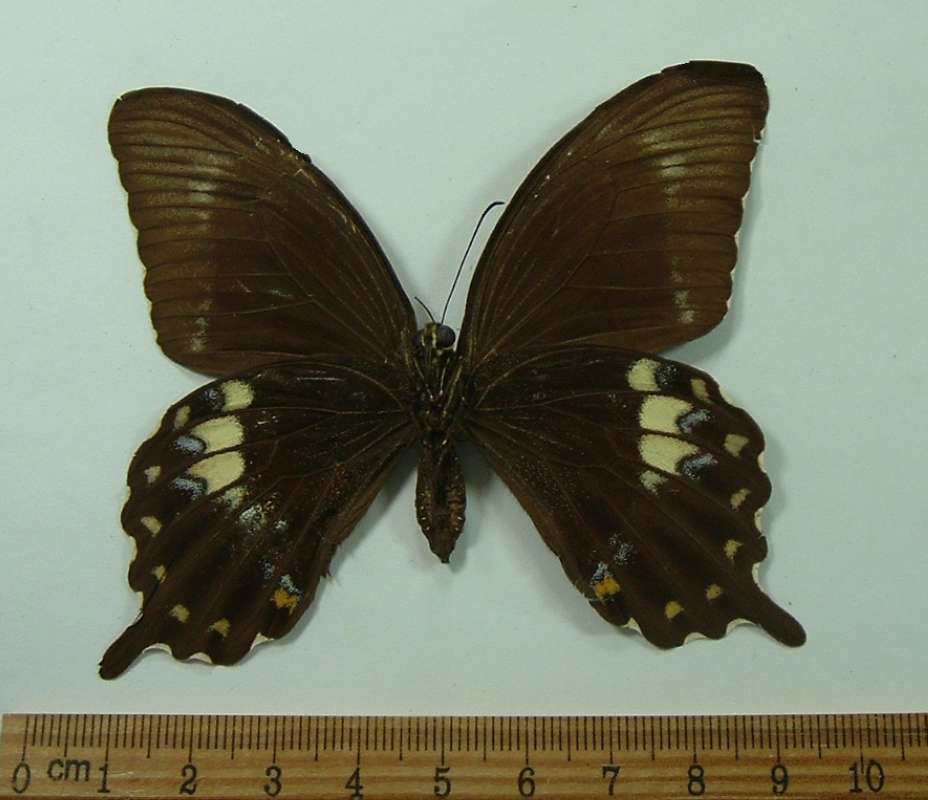 Female - Ventral View<br>(Origin of the Specimen: Sanghir - But no Precise Location)