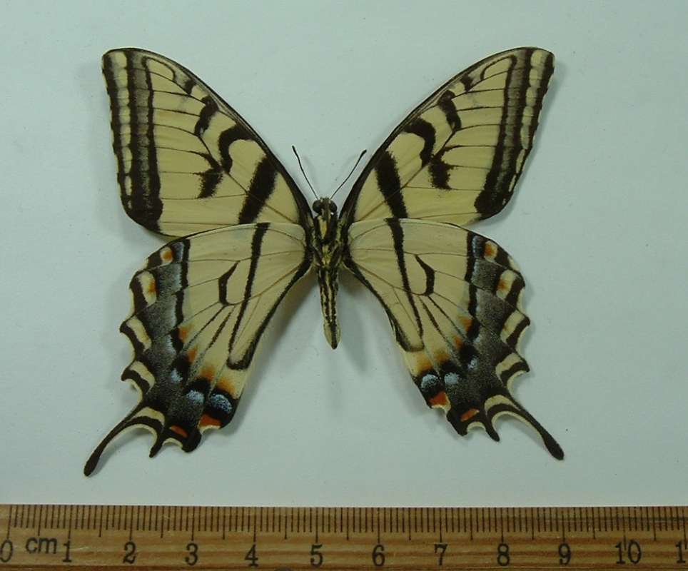 Male - Ventral View<br>(Origin of the Specimen: Bred by Bodnar in the United States)