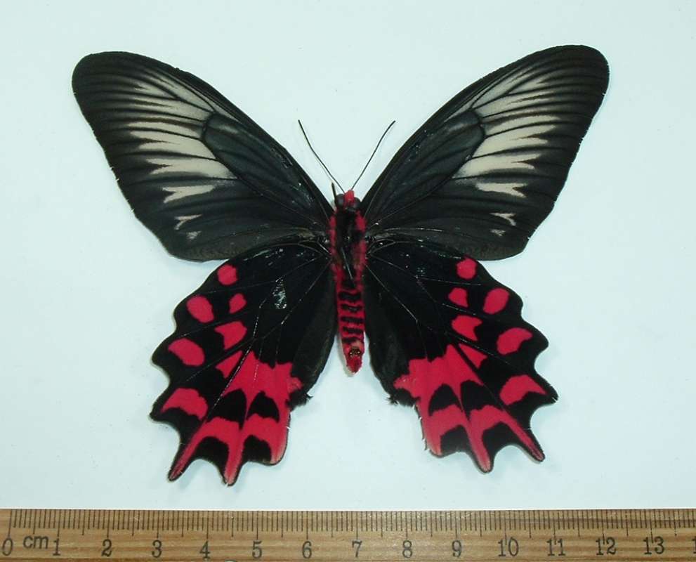 Female - Ventral View<br>(Origin of the Specimen: Luzon, Dec. 2009)