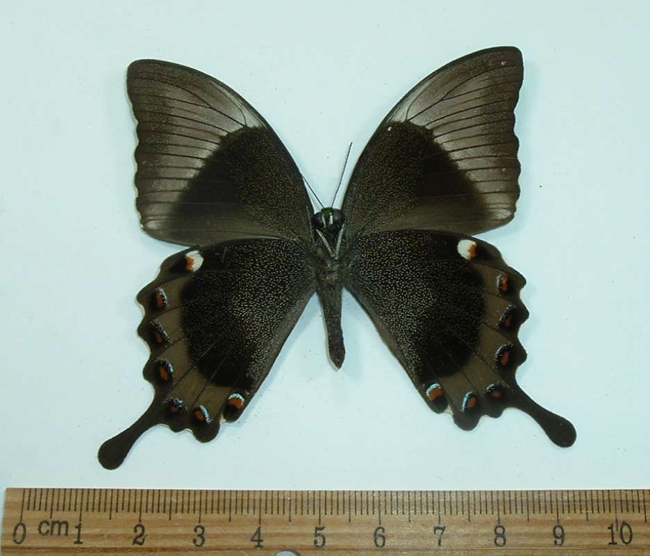 Male - Ventral View<br>(Origin of the Specimen: Marinduque, Nov. 2010)