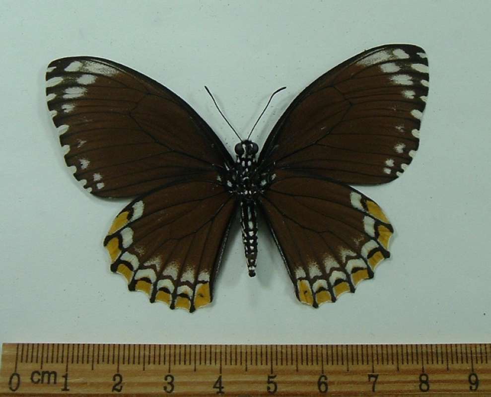 Female -Dorsal - Extra White<br>(Origin of the Specimen: Negros, Philippines, September)