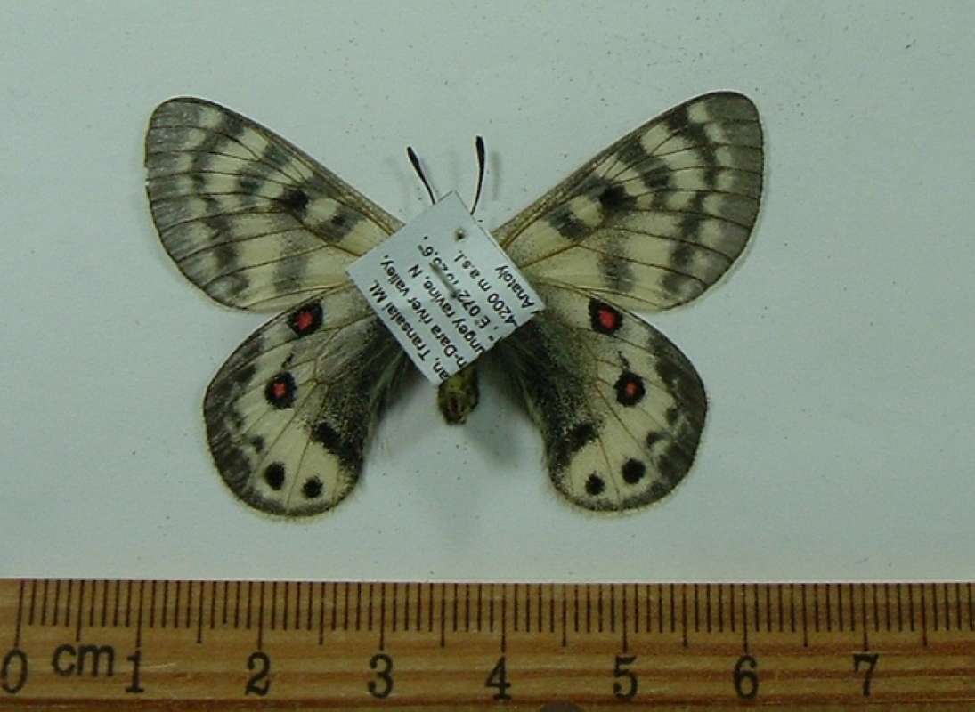 Male - Ventral<br>(Origin of the Specimen: Mt. Transalai, Kyrghzstan, Jul 2001)