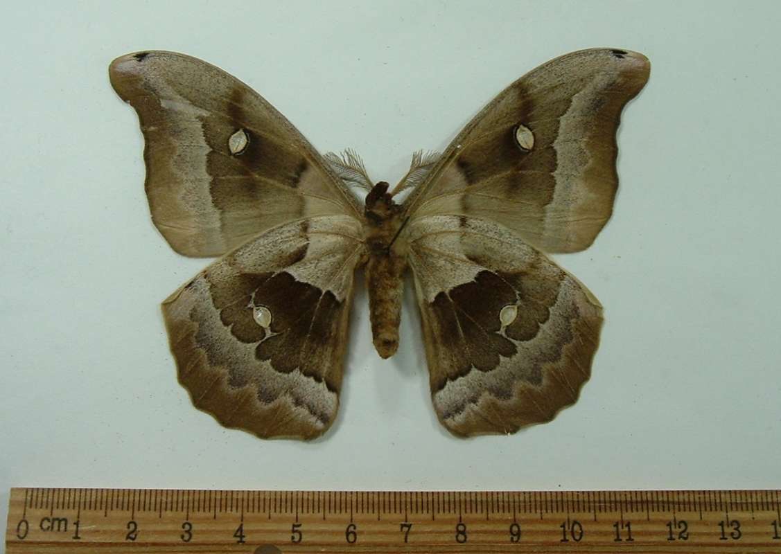 Male - Ventral View<br>(Origin of the Specimen: Colorado Spings, July 1978)