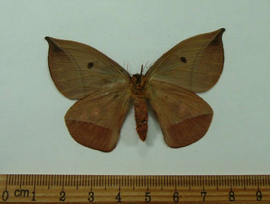 Female - Ventral View<br>(Origin of the Specimen: Ecuador, March 2007)