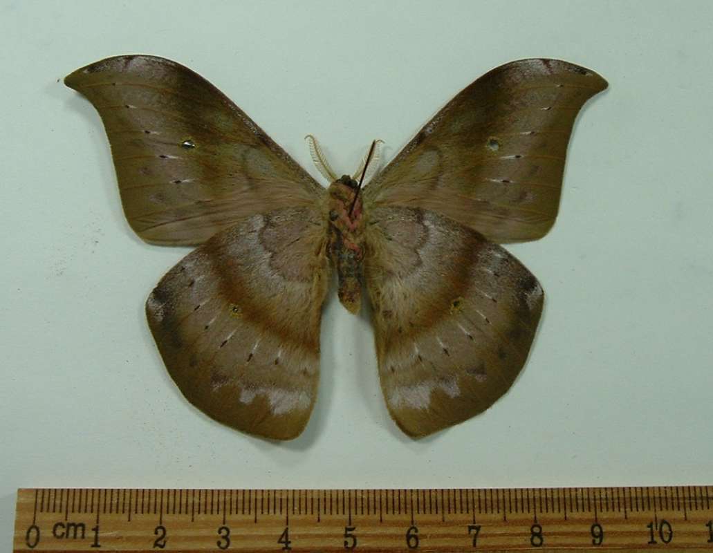 Male - Ventral View<br>(Origin of the Specimen: Costa Rica, May 2011)
