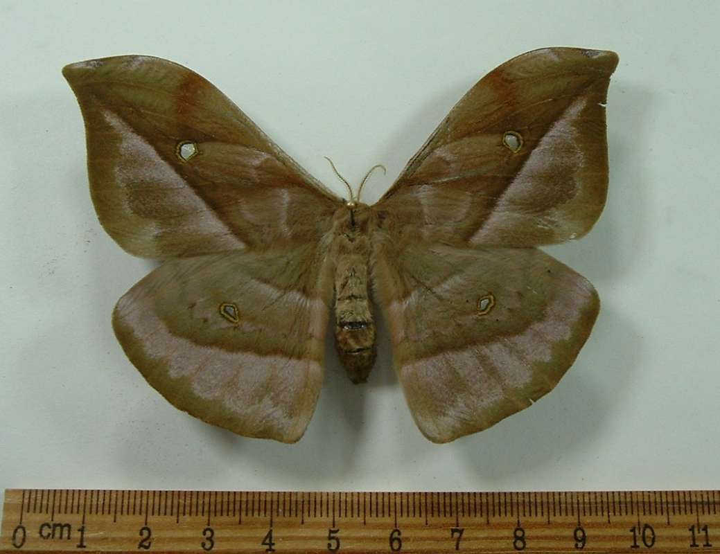 Female - Dorsal View<br>(Origin of the Specimen: Costa Rica, May 2011)