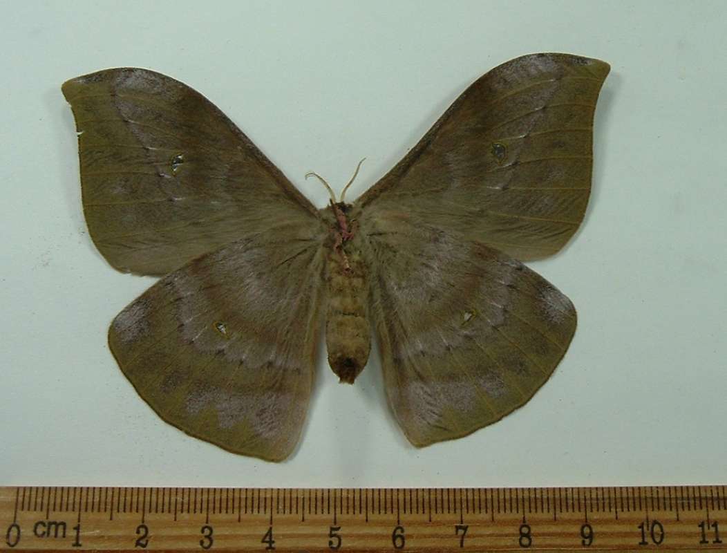 Female - Ventral View<br>(Origin of the Specimen: Costa Rica, May 2011)