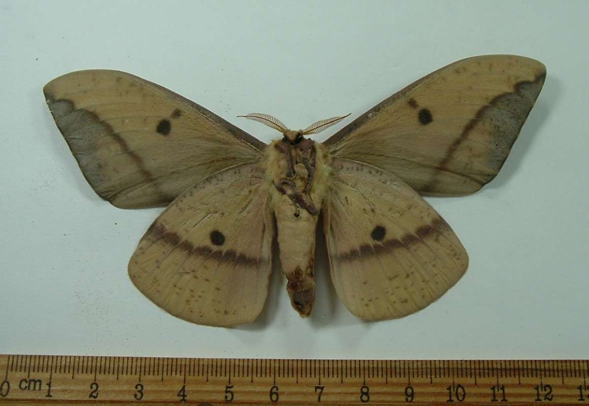 Male - Ventral View - Yellow<br>(Origin of the Specimen: Patagonia, Arizona, July 22, 2014)