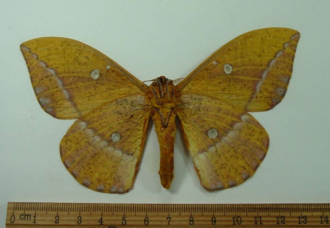 Male - Ventral<br>(Origin of the Specimen: Peru, Dec. 2009)