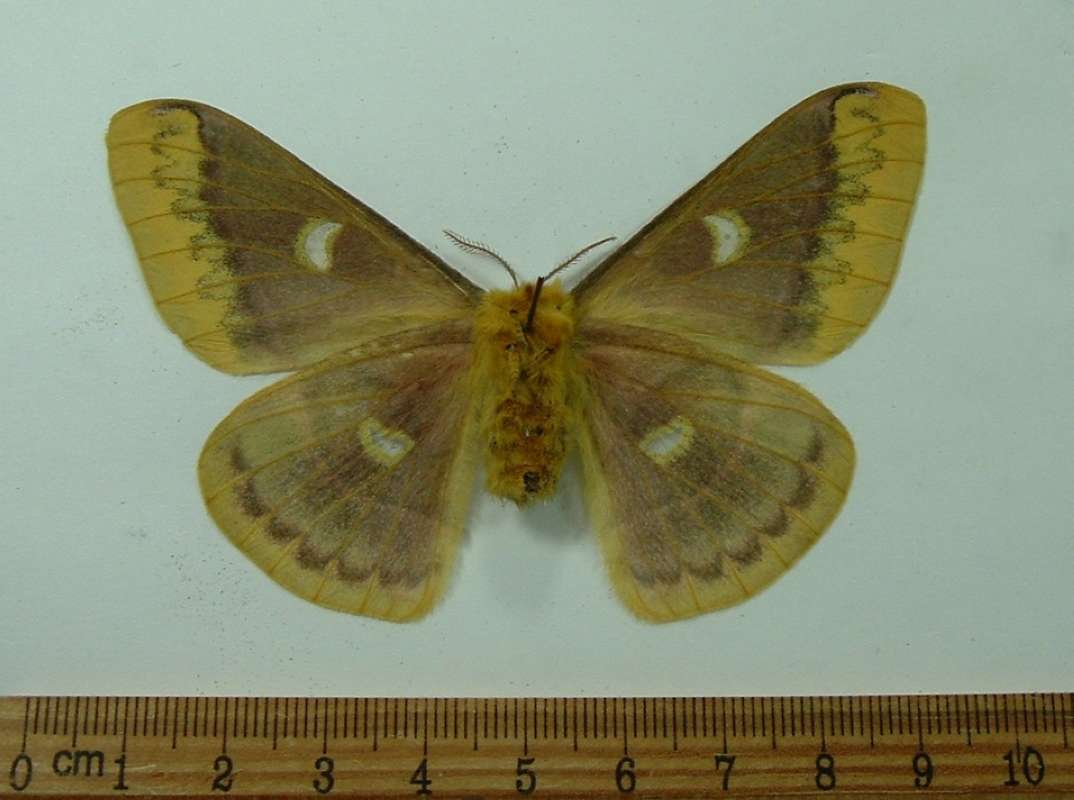 Female - Ventral View<br>(Origin of the Specimen: Khasantsky, Russia, Sept 30, 2013)