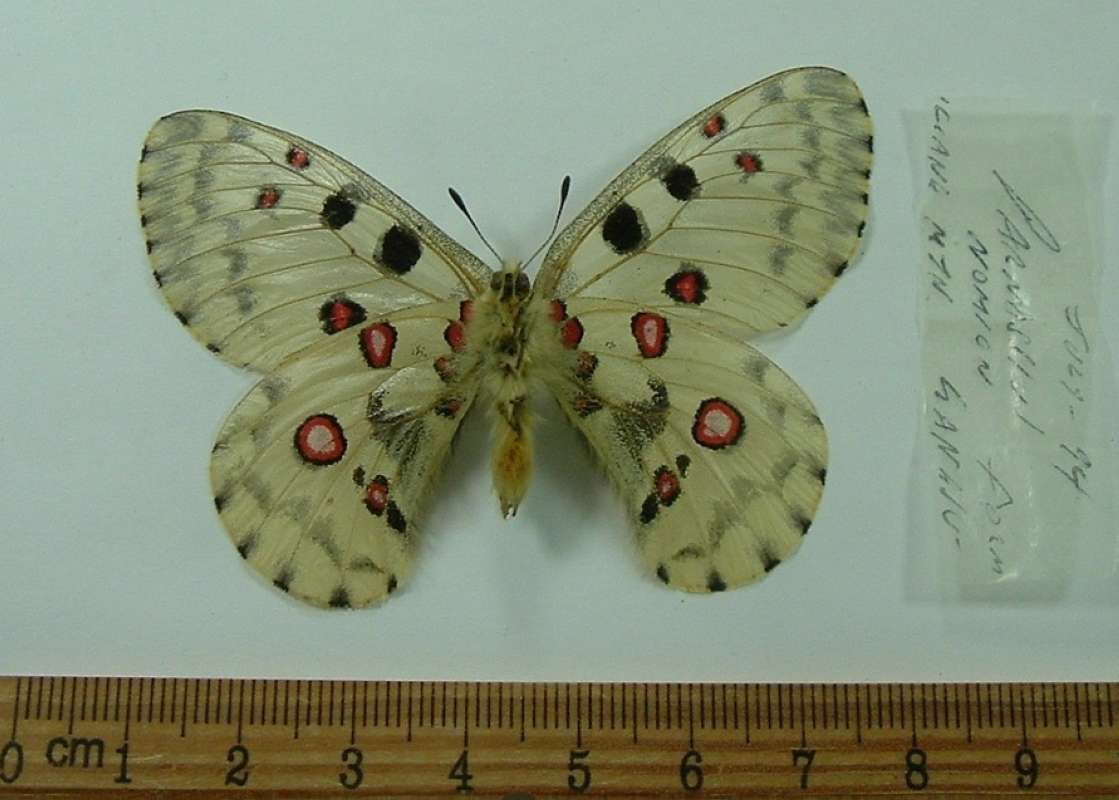 Male - Ventral View<br>(Origin of the Specimen: Data Not Legible)