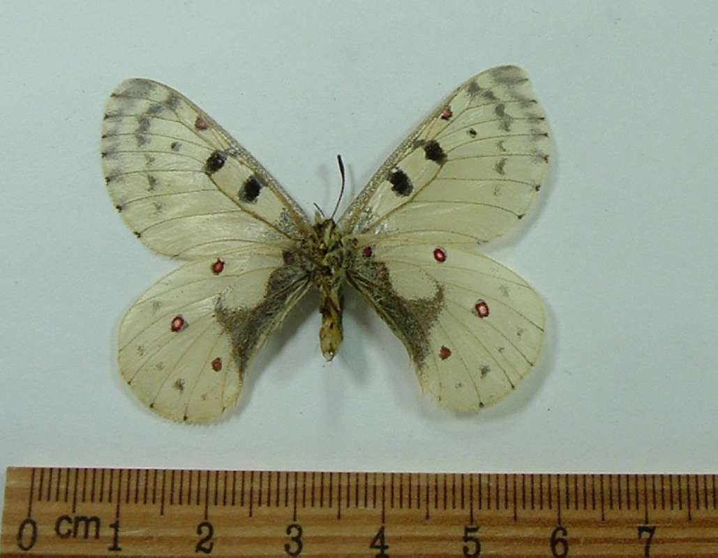 Male - Ventral View<br>(Origin of the Specimen: South Dakota)
