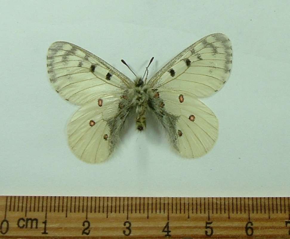 Male - Ventral<br>(Origin of the Specimen: Mt. Evans, Colorado, July 1990)