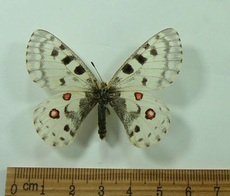Female - Dorsal View<br>(Origin of the Specimen: No Precise Data Given)