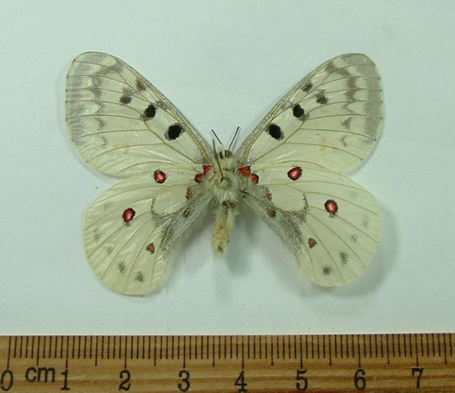 Male - Ventral View<br>(Origin of the Specimen: Siskiyou Co., North Calif, July '90)