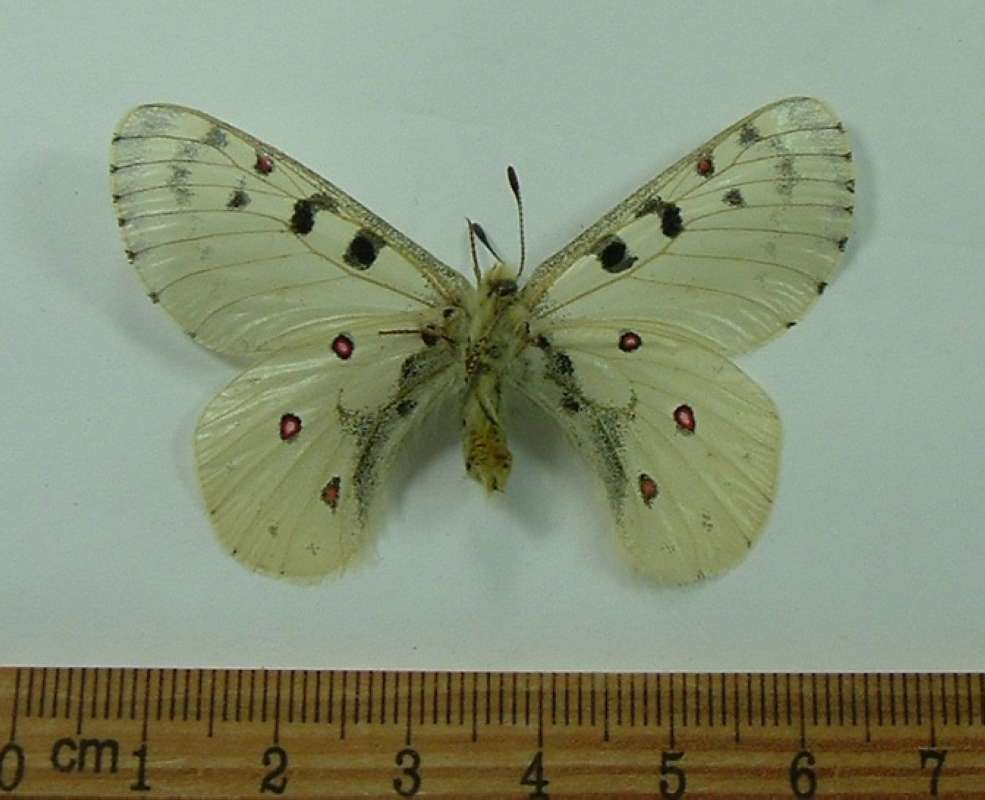 Male - Ventral<br>(Origin of the Specimen: No Precise Data Given)
