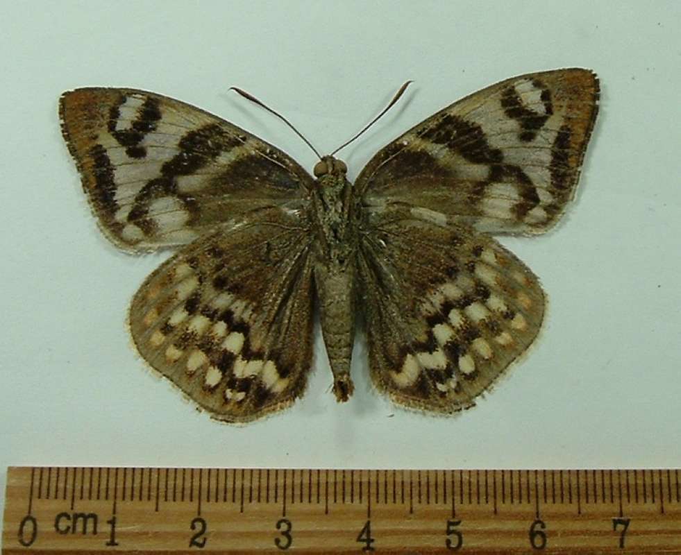 Female - Ventral View<br>(Origin of the Specimen: Obidos, Brazil, April 5, 1982)