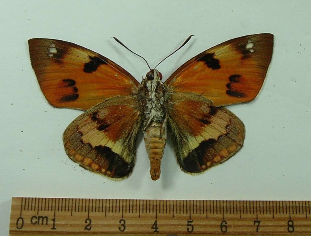 Male - Ventral View<br>(Origin of the Specimen: Tingo Maria, Peru,  March)
