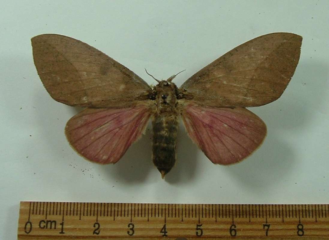 Female -Dorsal View<br>(Origin of the Specimen: Costa Rica, Sept. 2013)