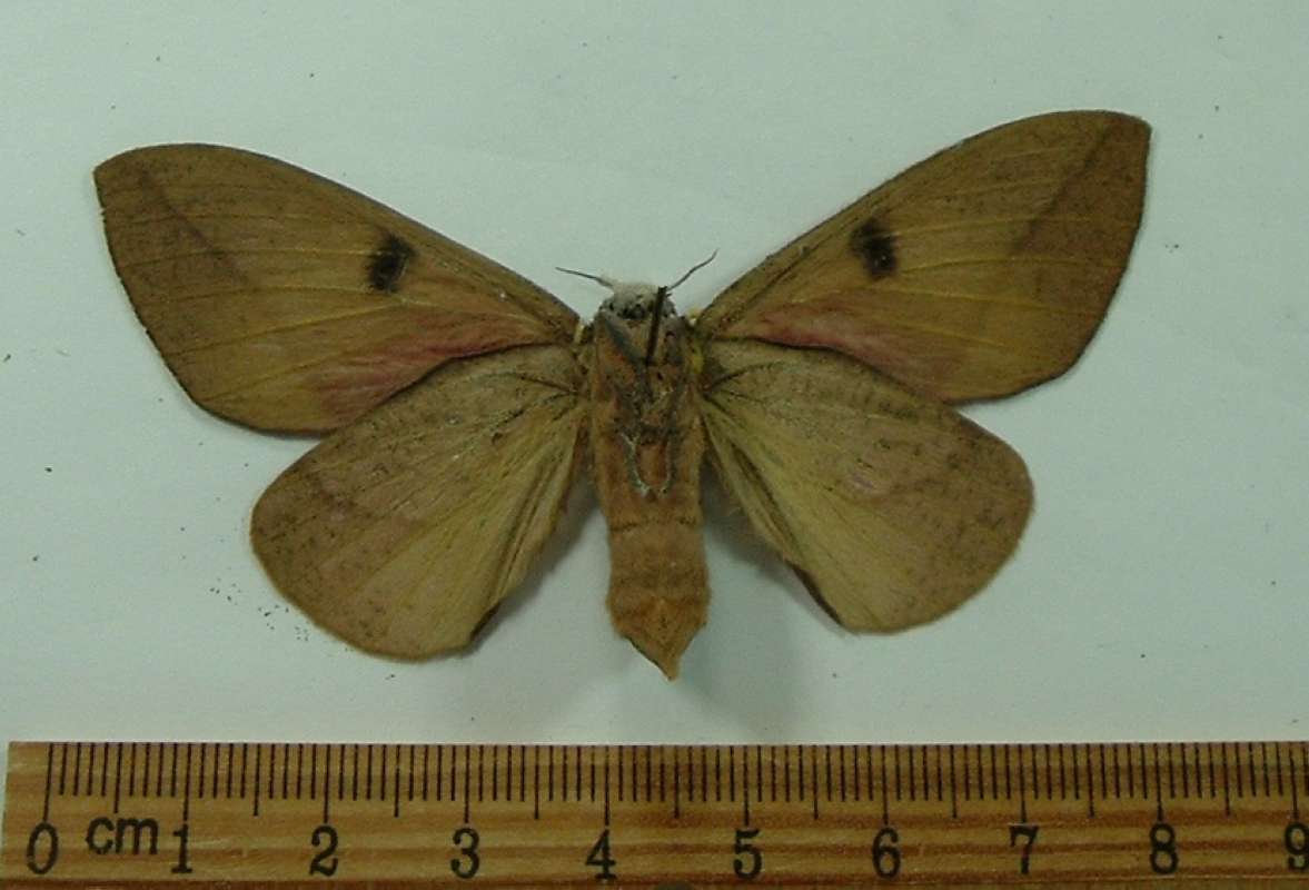 Female - Ventral View<br>(Origin of the Specimen: Costa Rica, Sept. 2013)