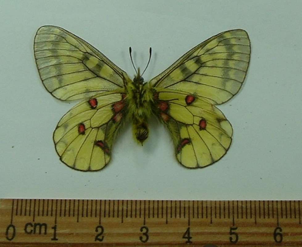 Male - Ventral View<br>(Origin of the Specimen: Keno, Yukon, July 10, 1982)