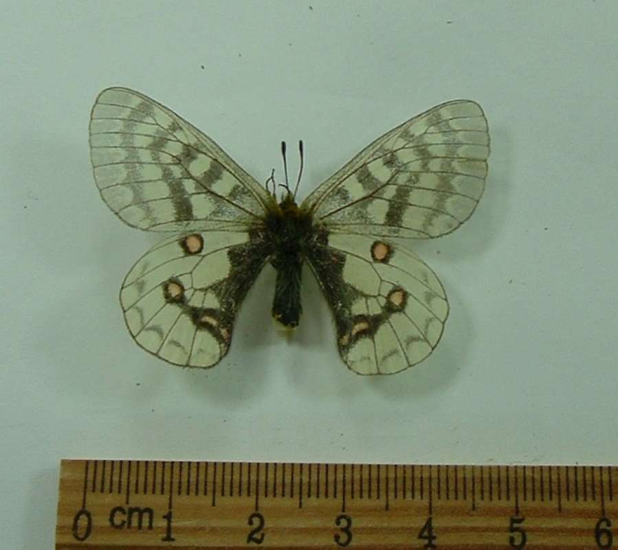 Female - Dorsal View<br>(Origin of the Specimen: Keno, Yukon, July 10, 1982)