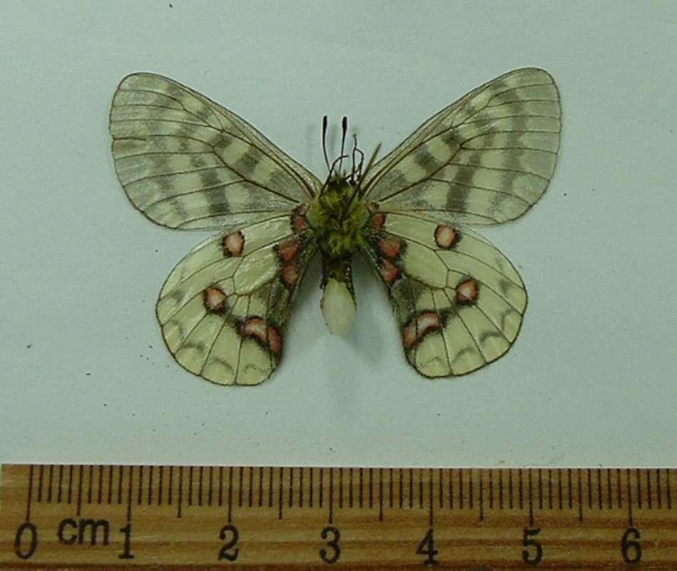 Female - Ventral View<br>(Origin of the Specimen: Keno, Yukon, July 10, 1982)