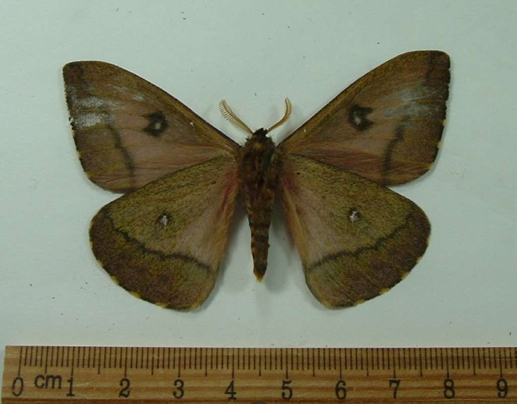 Male - Ventral<br>(Origin of the Specimen: Esmeraldes, Ecuador, April 2010)