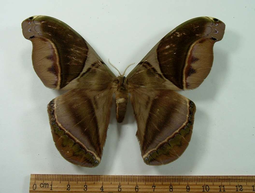 Female -Dorsal View<br>(Origin of the Specimen: Costa Rica, September)