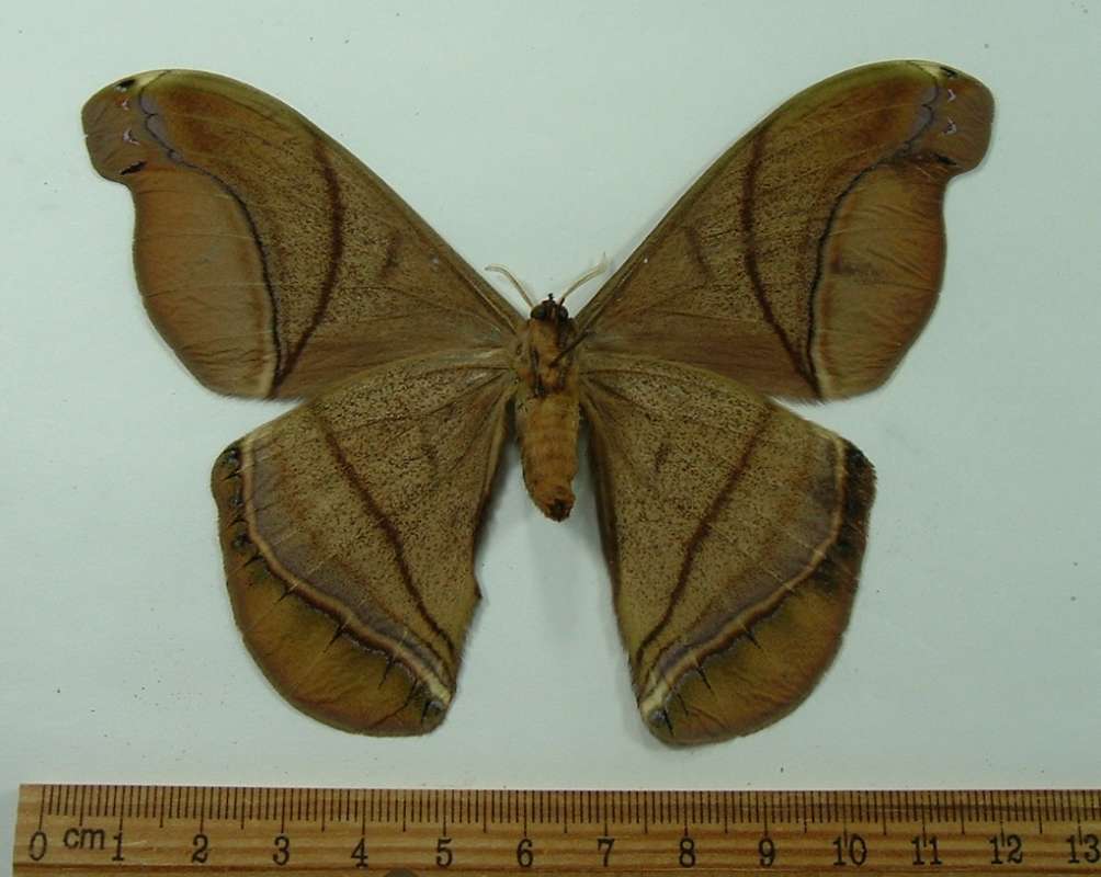 Female - Vental View<br>(Origin of the Specimen: Costa Rica, September)