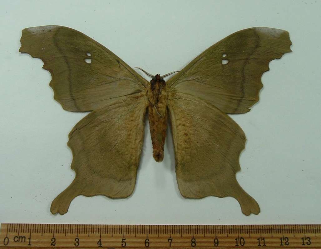 Male - Ventral View<br>(Origin of the Specimen: Costa Rica - September)