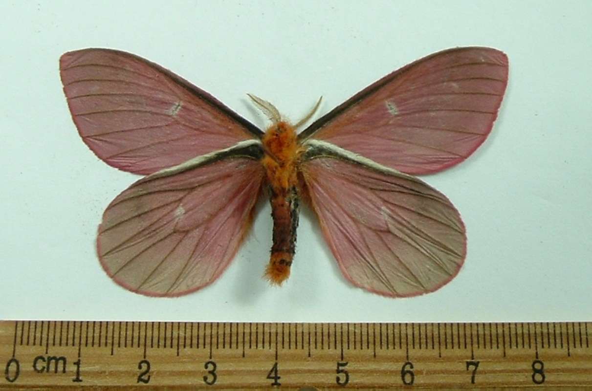 Male - Ventral View<br>(Origin of the Specimen: Costa Rica, August)