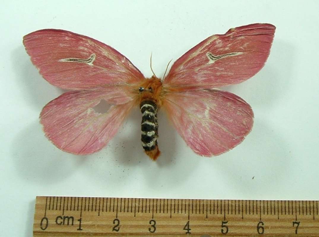 Female - Dorsal View<br>(Origin of the Specimen: Costa Rica, August)
