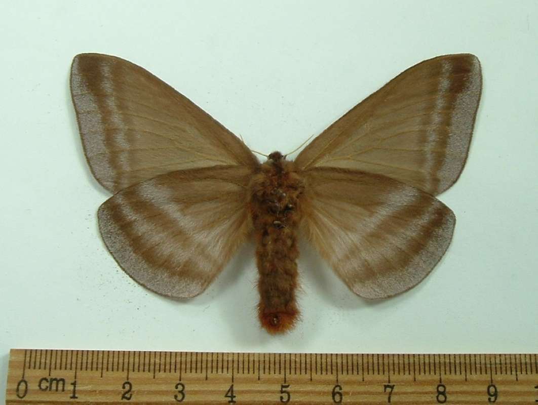 Female - Ventral View<br>(Origin of the Specimen: Pozouzo, Peru, July 2007)