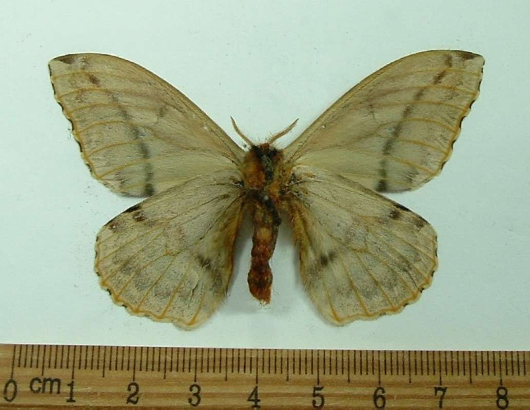 Male - Ventral View<br>(Origin of the Specimen: Golfeto, Costa Rica, June 2011)