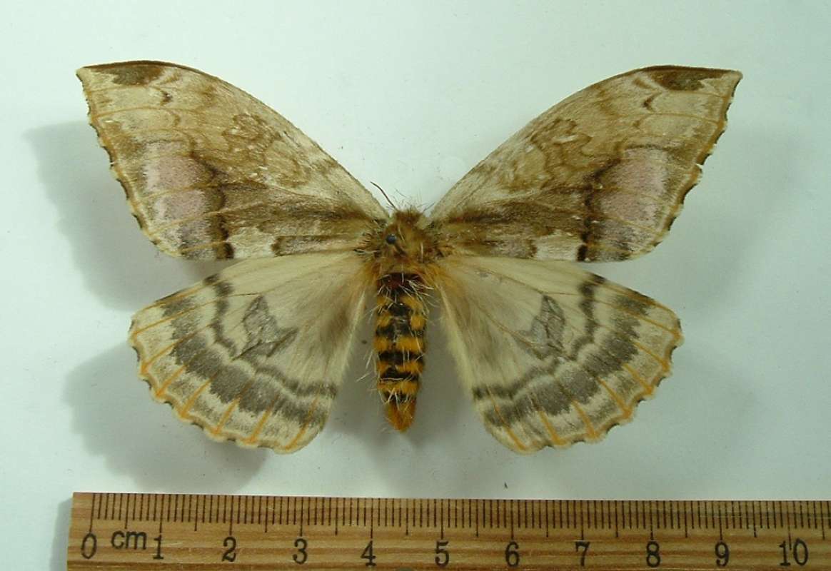 Female - Dorsal View<br>(Origin of the Specimen: Golfeto, Costa Rica, June 2011)