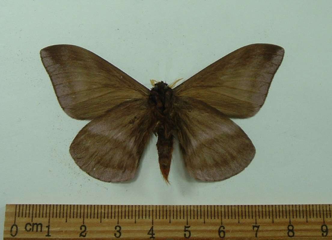 Male - Ventral View<br>(Origin of the Specimen: Cuzco, Peru, September)