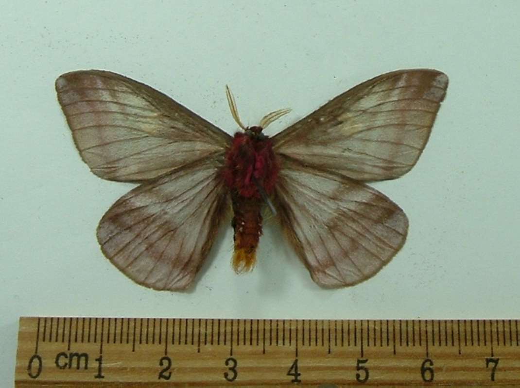 Male - Ventral View<br>(Origin of the Specimen: Cuzco, Peru, Sept 2012)