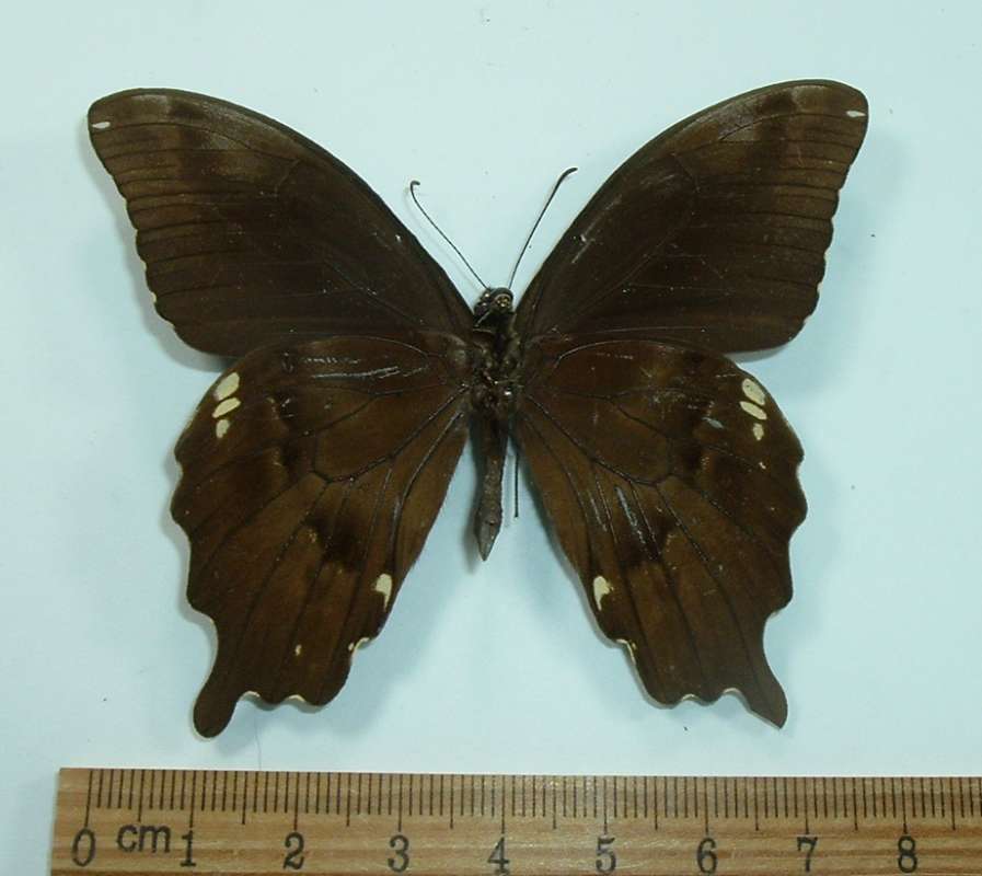 Male - Ventral View<br>(Origin of the Specimen: Gakaraka, Madagascar)