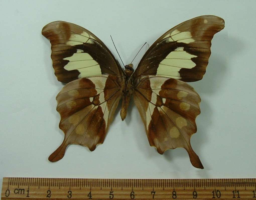 Male - Ventral View<br>(Origin of the Specimen: Zomba, Oct 1985)