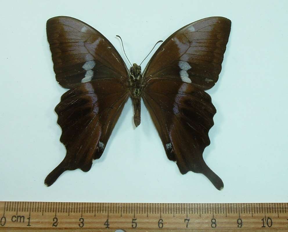 Male - Ventral View<br>(Origin of the Specimen: Madagascar)