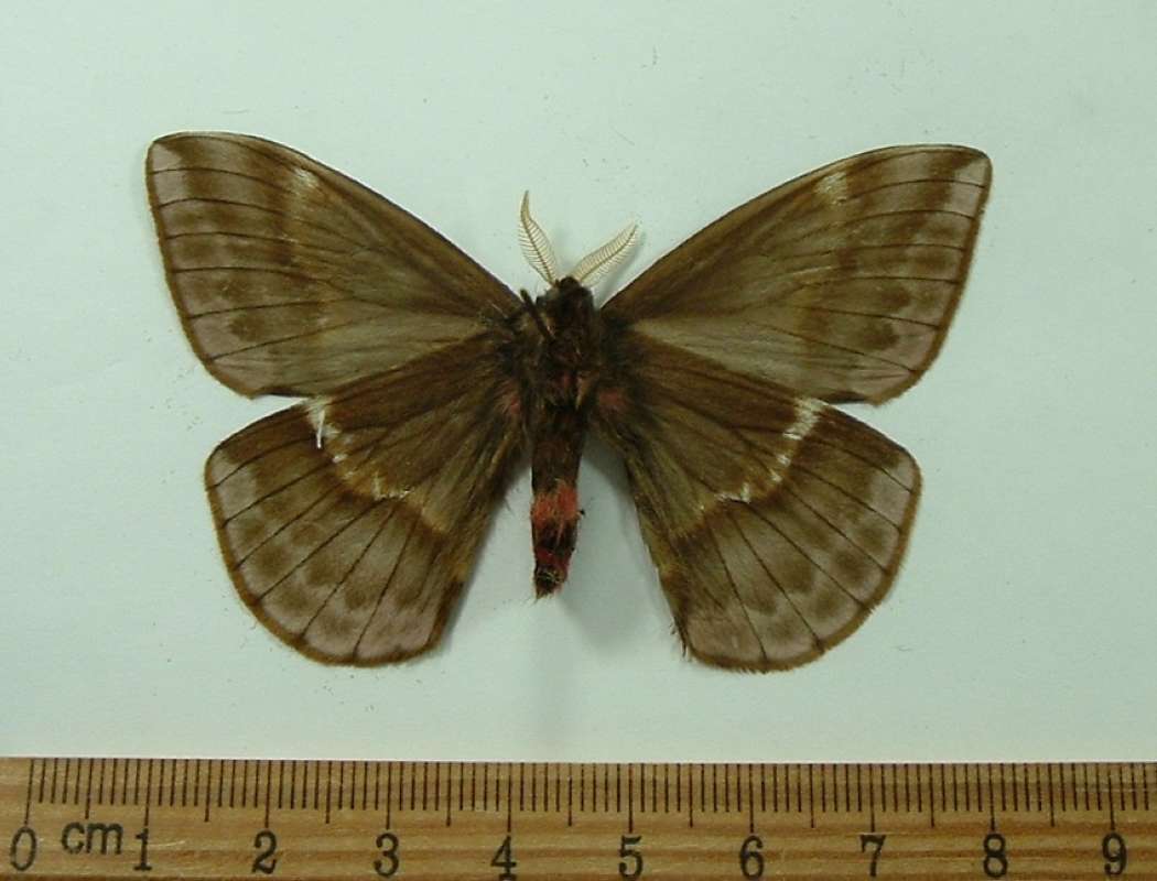 Male - Ventral View<br>(Origin of the Specimen: Buga Valley, Colombia, April 1984)
